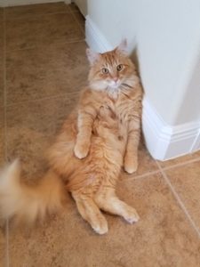 Why Orange Cats are the Best Cats