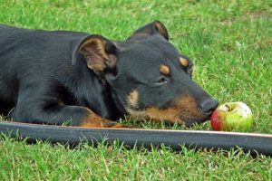 Apples are a great fruit for dogs